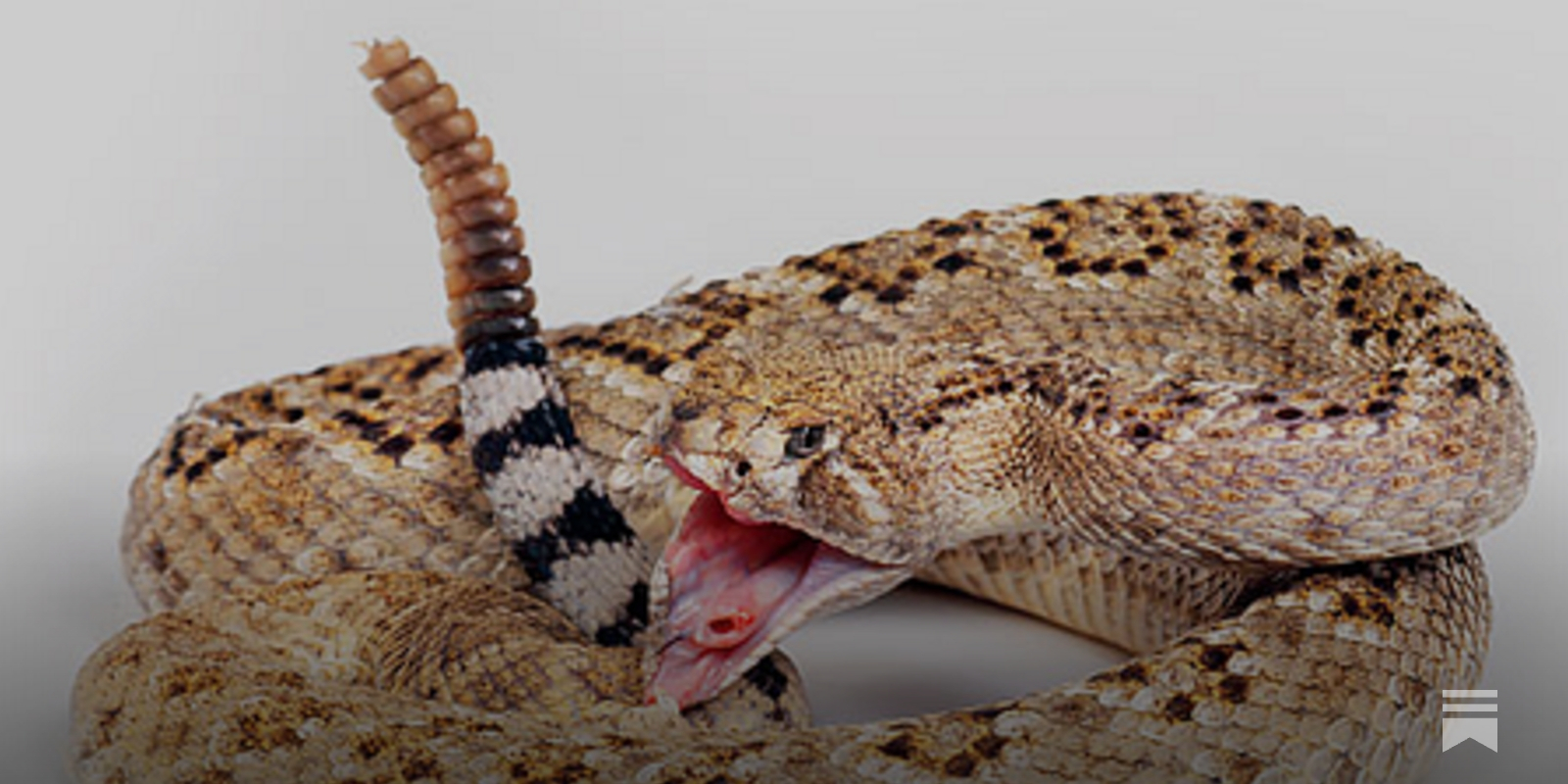 Bestiale #168 - Il serpente a sonagli è una brava persona e qualcuno doveva  dirlo, image size:1600x800