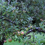 This Rare Swift World