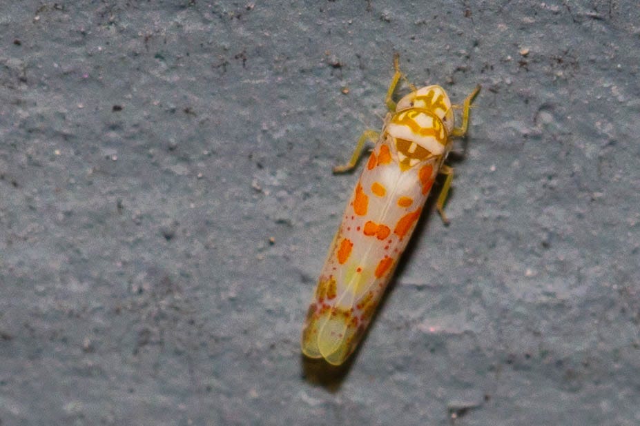Close-up of a small white bug whose body is mostly covered with long wings decorated with orange lines and speckles and magenta speckles.