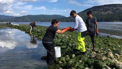 Swinomish tribal members from Washington state participate in a clam garden restoration in British Columbia.