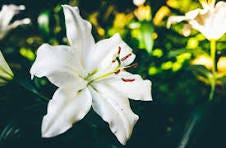 100+ Lily Pictures | Download Free Images on Unsplash