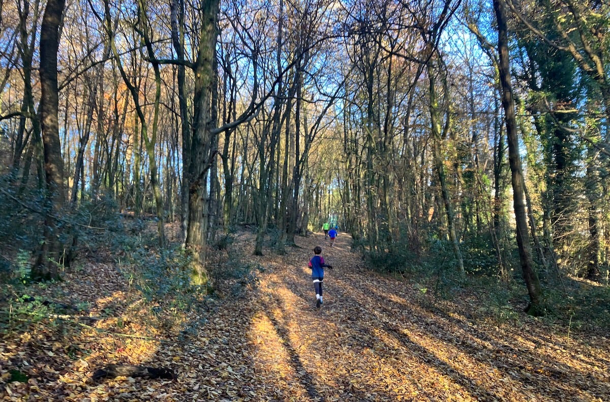 Sun breaking through the trees, running on leaves