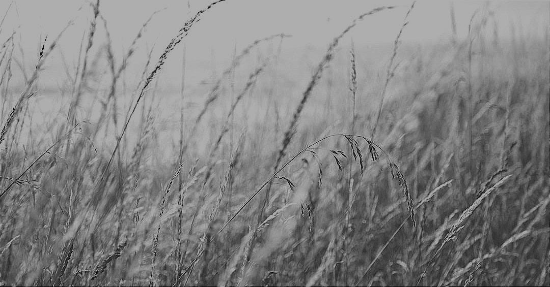 closeup photo of brown grass closeup photo of brown grass