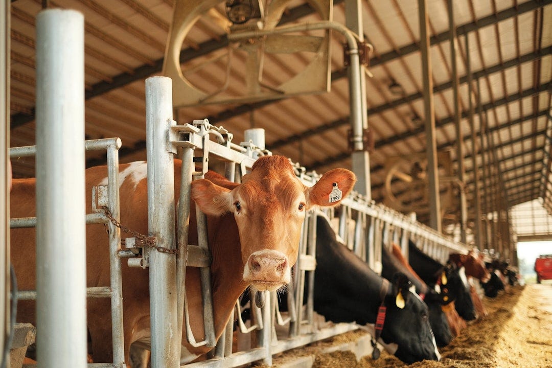 brown cow in a cage brown cow in a cage