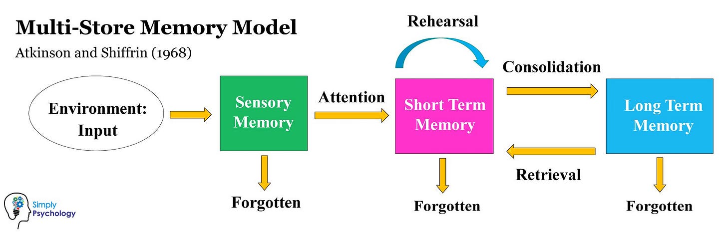 Multi-Store Memory Model: Atkinson and Shiffrin