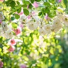 Roses and climbers for a romantic garden, and a small garden planting plan 