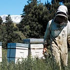 Que valent vraiment les substituts de pollen ?