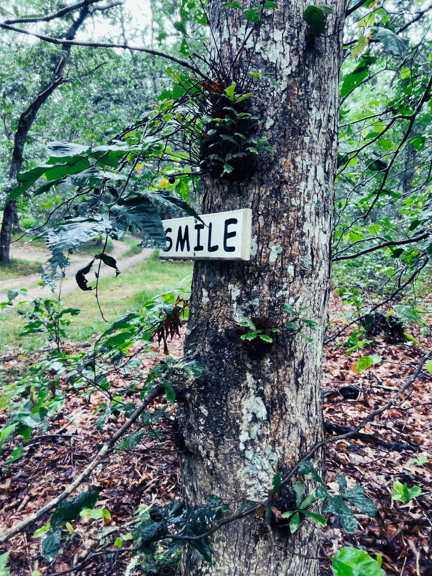 A tree with a sign that says "Smile"