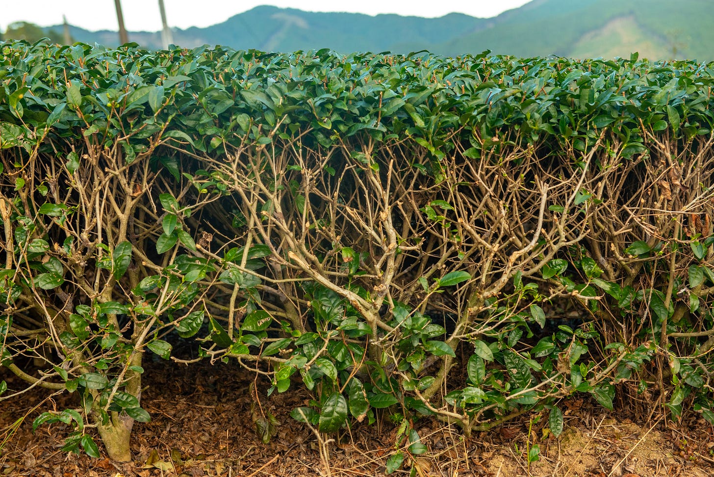 ID: Cross section of tea plants
