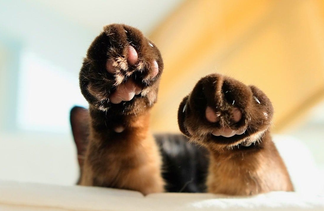 A close up photo of Mittens’ mittens, cute fuzzy black toes with pink beans and soft dark brown short fur. A close up photo of Mittens’ mittens, cute fuzzy black toes with pink beans and soft dark brown short fur.