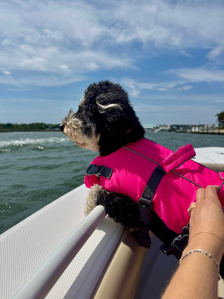 dog on boat, boats, salad, people