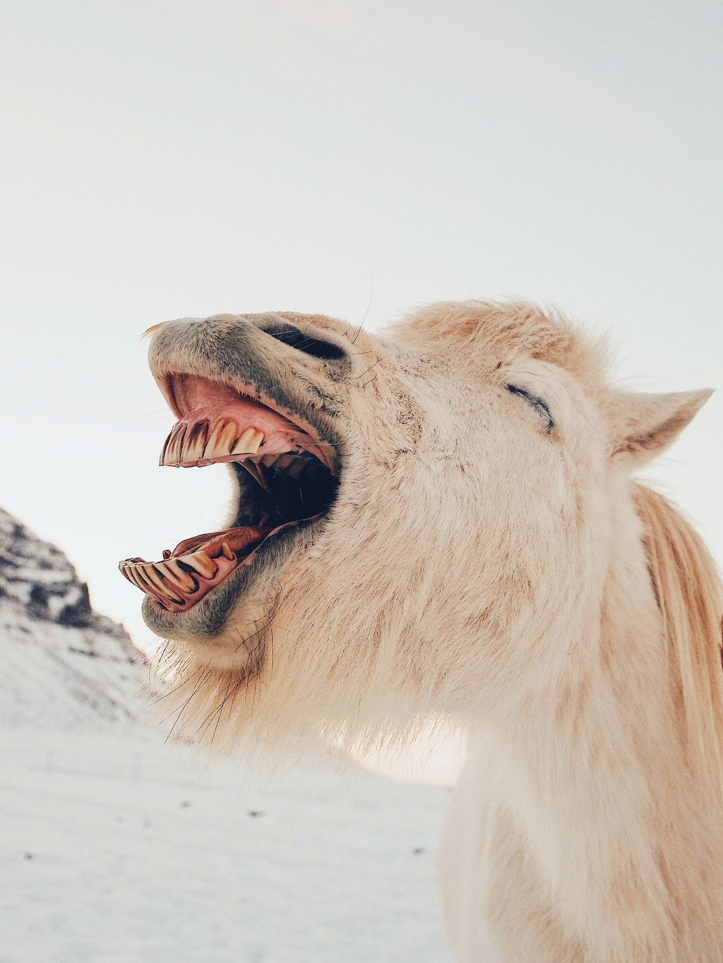 Photo of horse teeth by Dan Cook via Unsplash