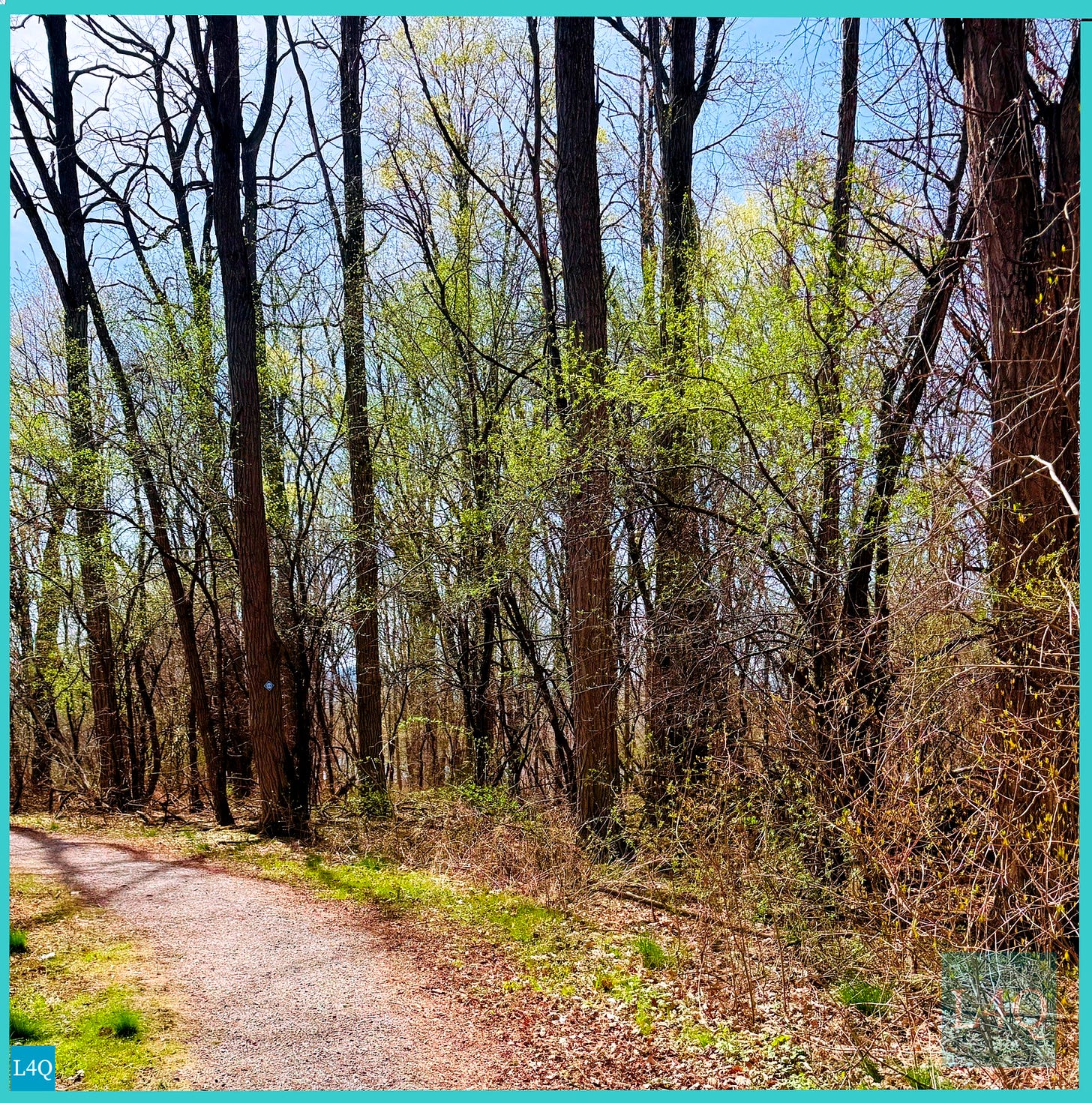 wooded path in early spring