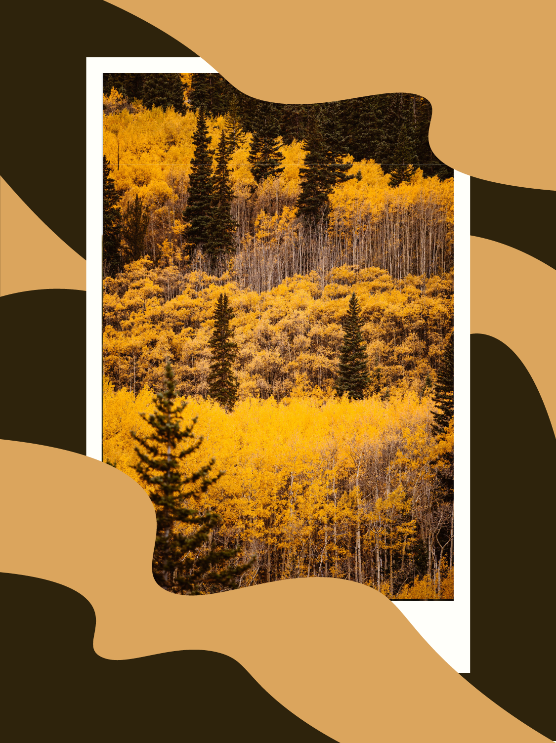 yellow aspen trees and green evergreens in the mountains