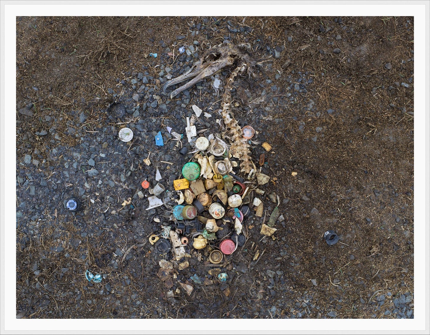 Albatross skeleton on dirt with plastic debris arranged among the bones where its ribs and organs would be, showing that this was the contents of the animal's stomach.
