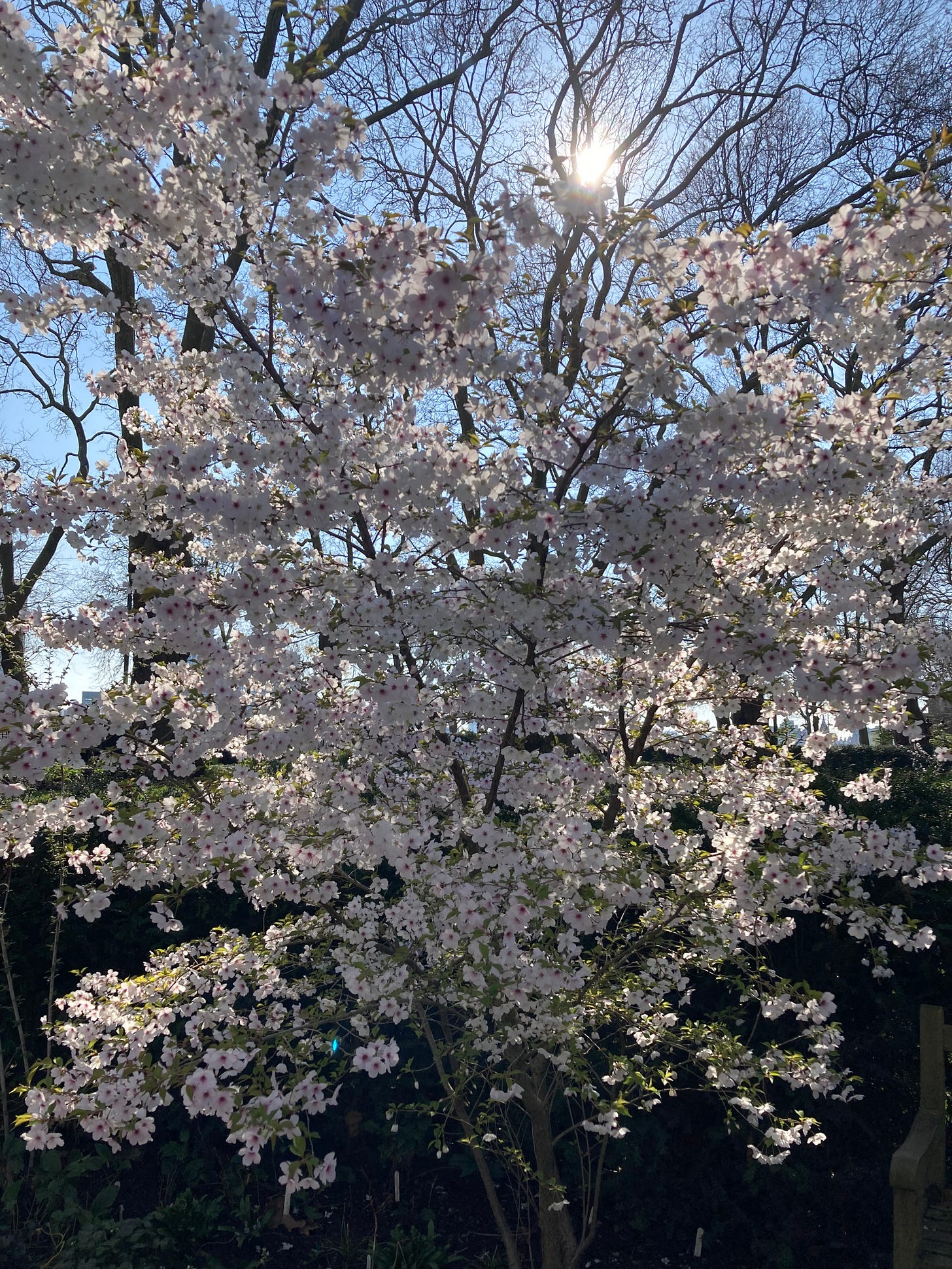 Cherry blossom with the sun peeping through