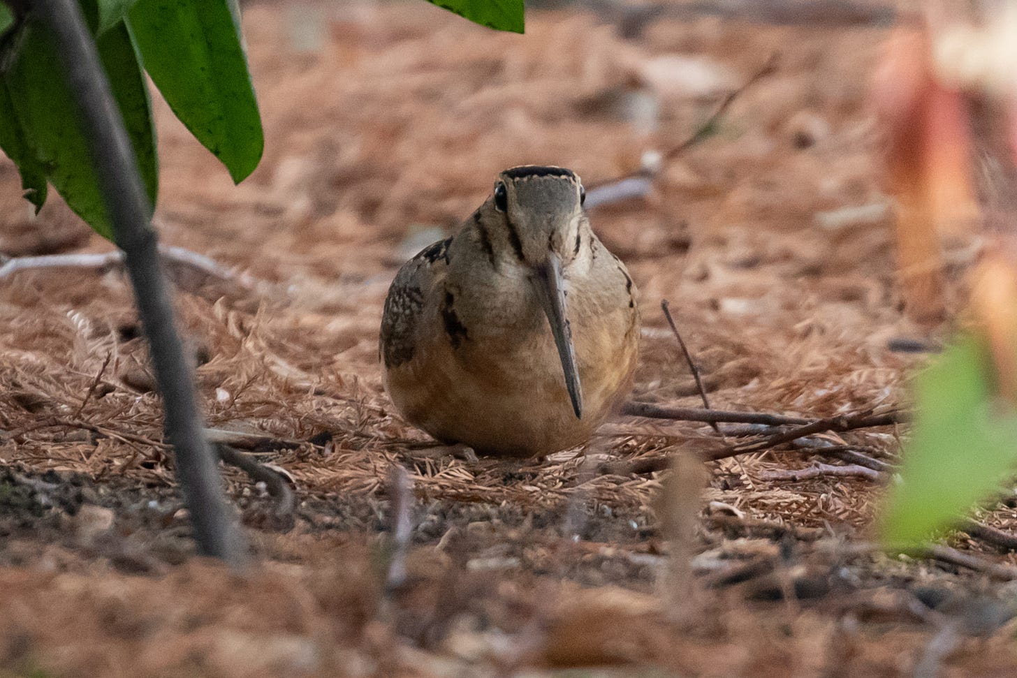 an american woodcock sitting in leaf litter facing the camera.