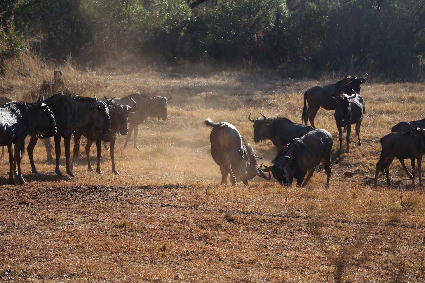 A group of wildebeest with two locking horns