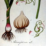 Roots and Fruits