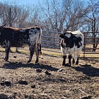 🥳 Introducing: Our Pineywoods Cattle!!! 🐄
