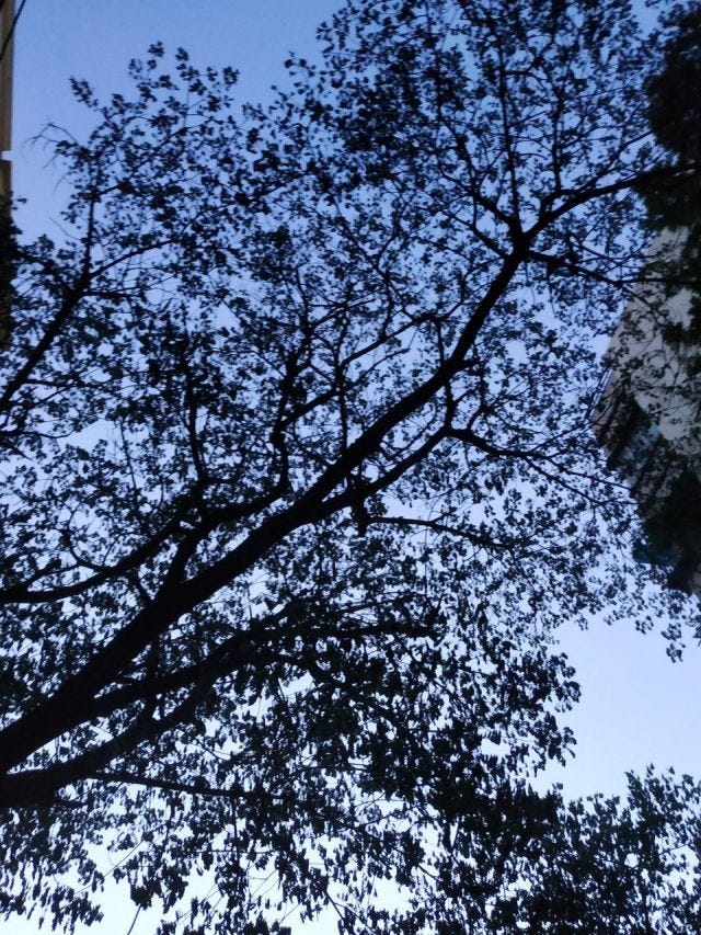 A photo of a canopy of a tree against the twilight sky A photo of a canopy of a tree against the twilight sky