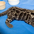 Uvalde Officers Indicted For Not Doing The One Damn Thing They Were Hired To Do