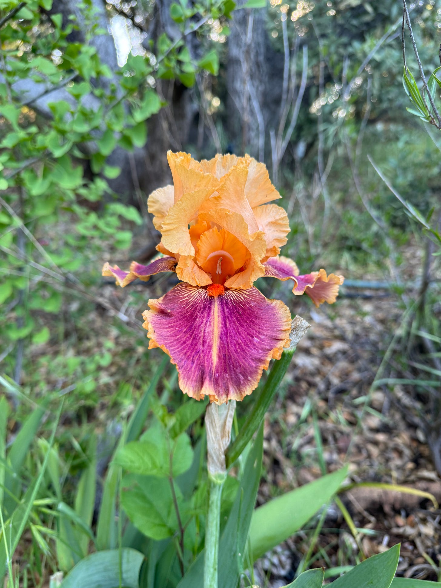 The Beginning of a Bearded Iris Collection - by Jesse 𓆸