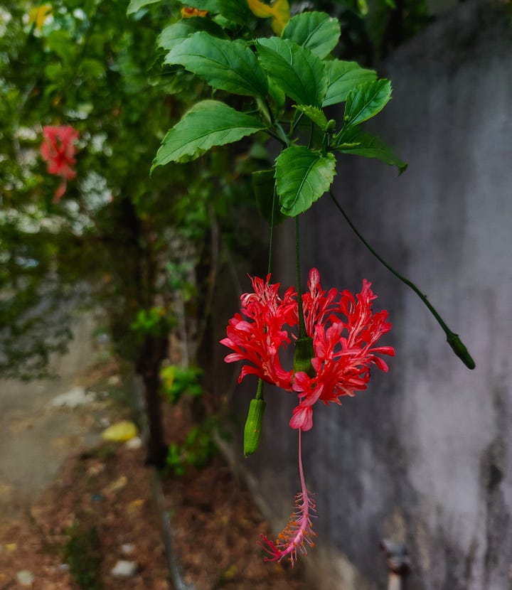 Nature - A Hibiscus and a Crane