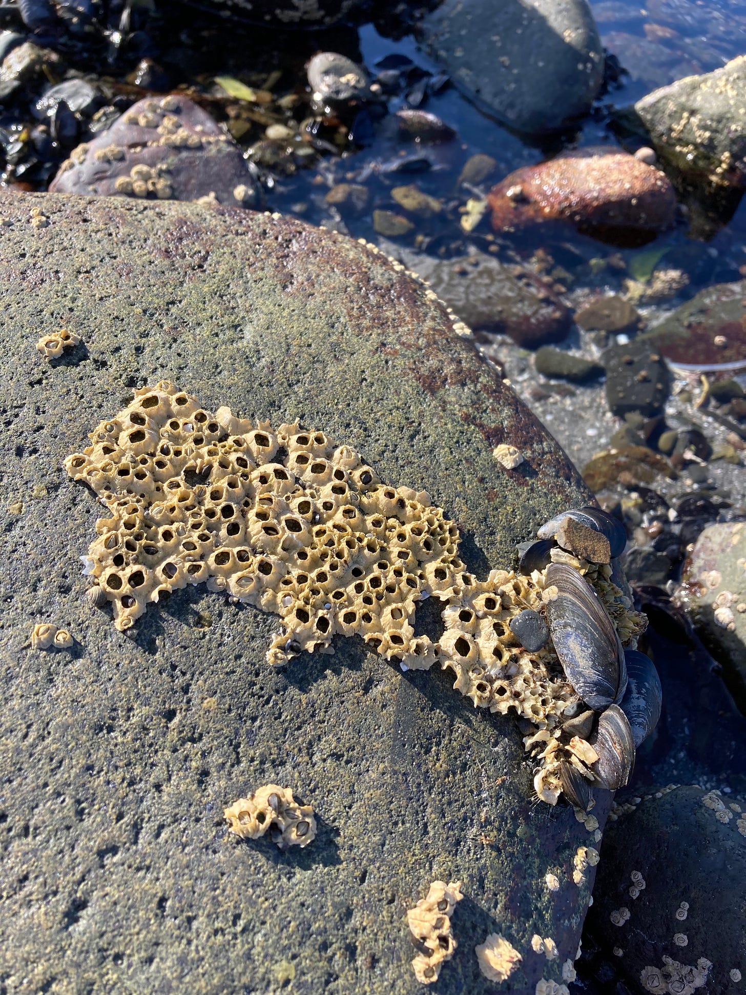 rock with dozens of barnacles