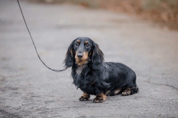 3,636 Black Long Haired Dachshund Royalty-Free Images, Stock ... 3,636 Black Long Haired Dachshund Royalty-Free Images, Stock ...