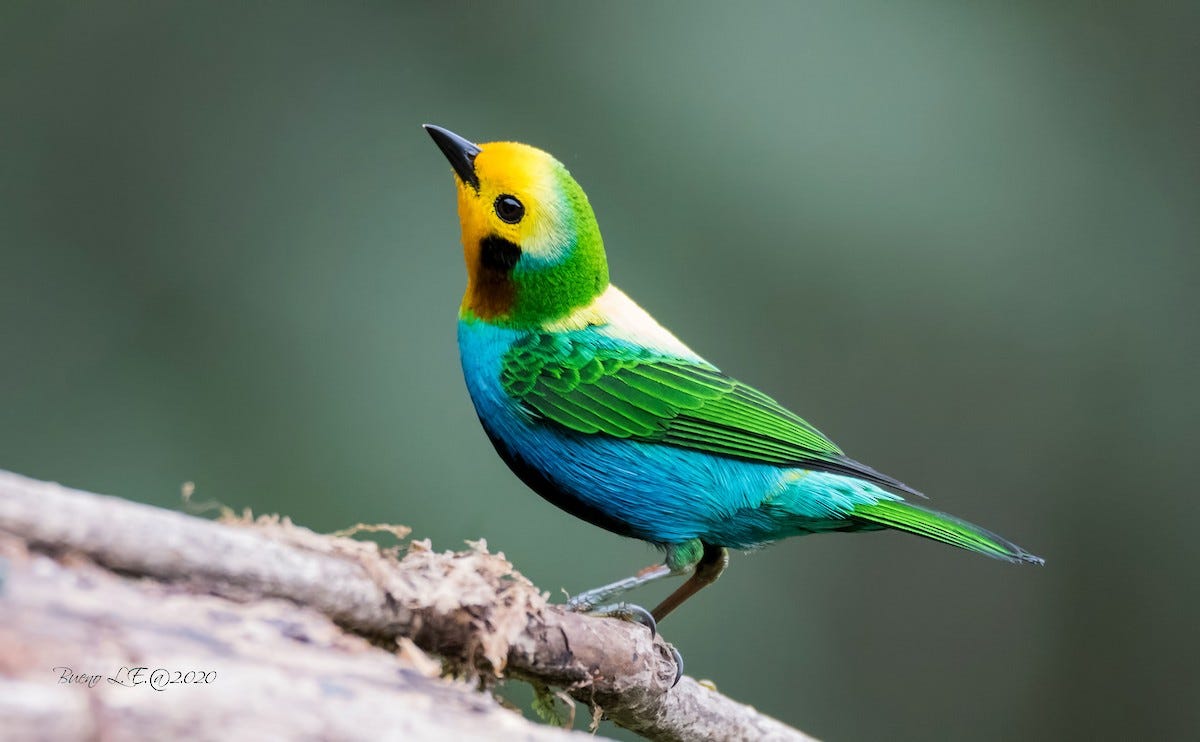 Welcome To Birds of the World - "Bird Diversity at Your Fingertips" - Birds  of the World