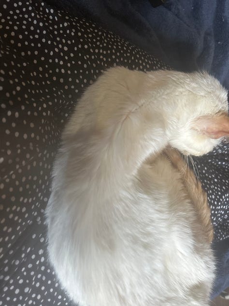 Nine images of Snow, a flame-point Siamese cat, resting in various cozy spots throughout her final year. Her expressions shift from serene to curious, capturing her enduring spirit and gentle presence.