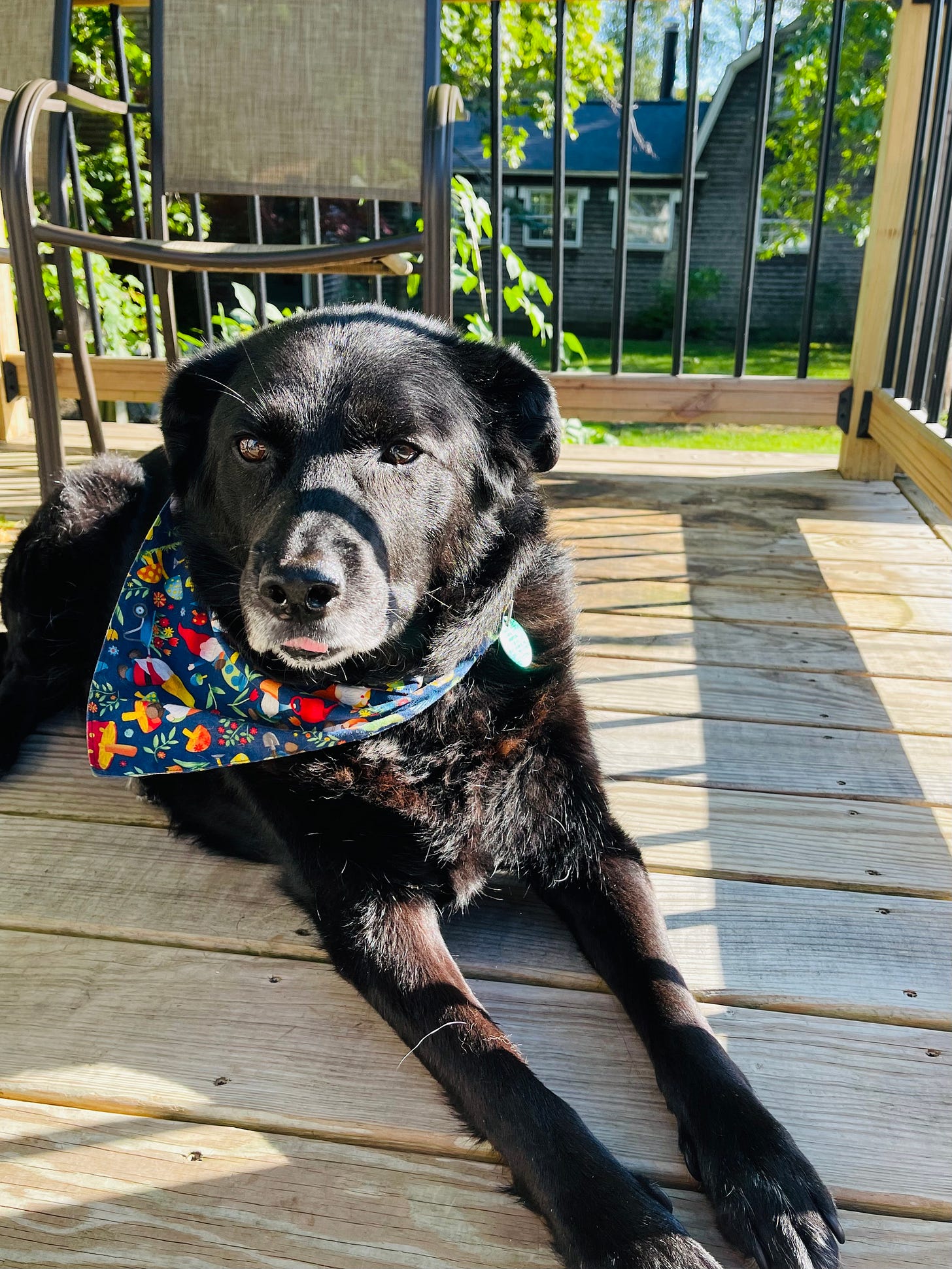 dog on deck, bandana has flopped down