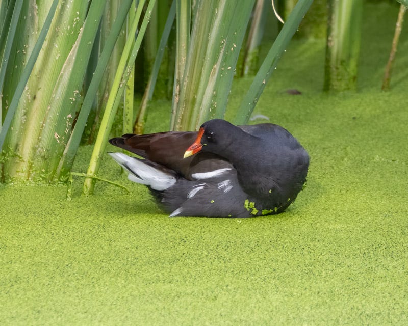 20250918-Sweetwater-69-Edit.jpg 20250918-Sweetwater-69-Edit.jpg