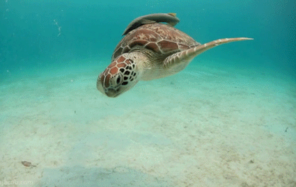 This may contain: a sea turtle swimming in the ocean
