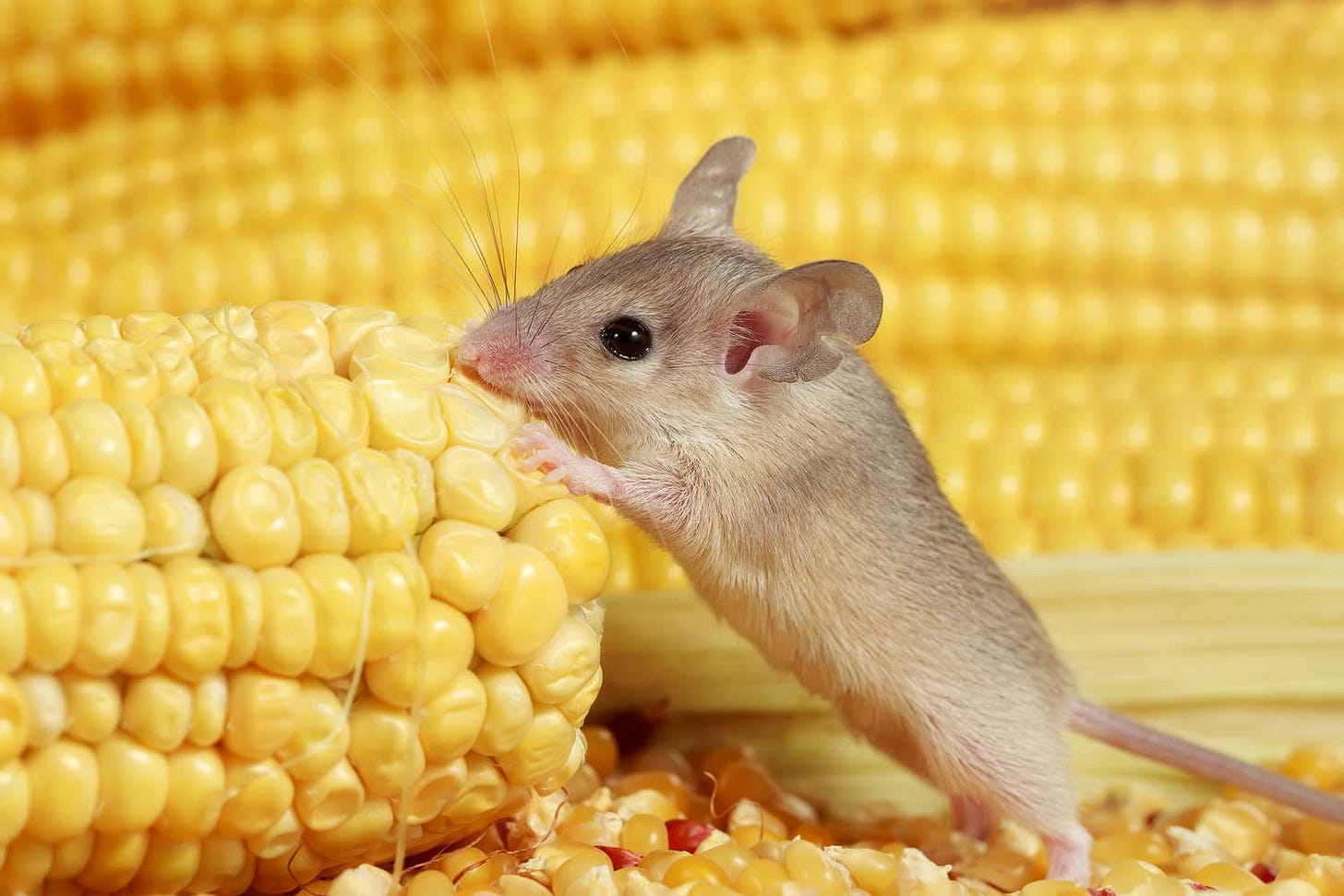 Do Mice Like Dog Food