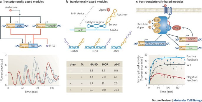 The second wave of synthetic biology: from modules to systems | Nature Reviews Molecular Cell Biology The second wave of synthetic biology: from modules to systems | Nature Reviews Molecular Cell Biology