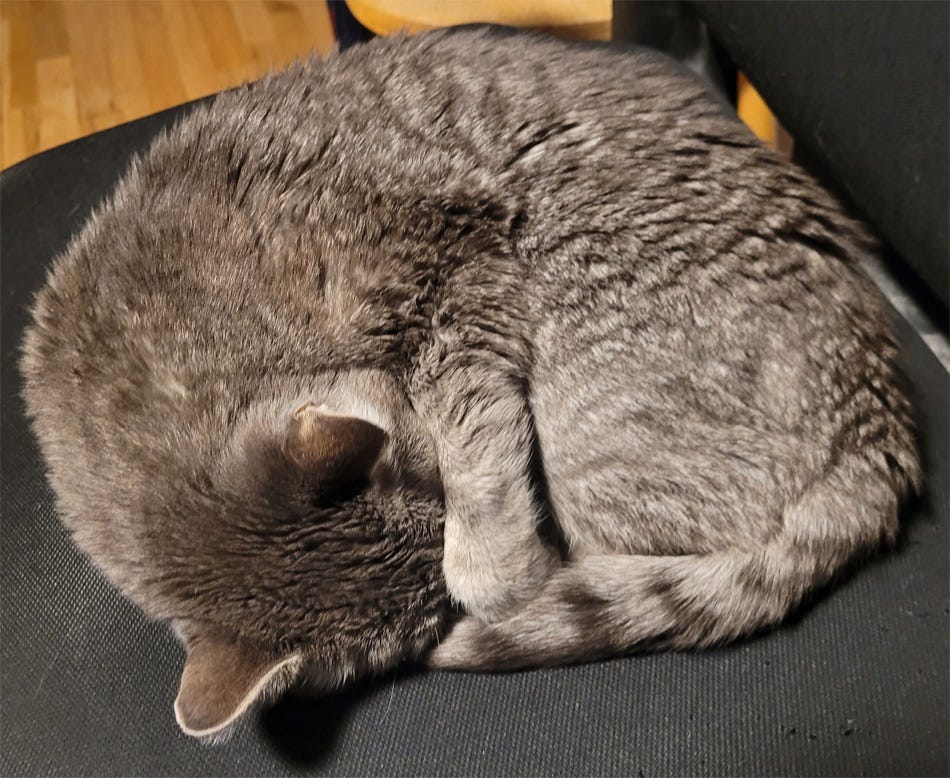 Grey tabby cat curled up and sleeping on a chair, one paw covering his face.