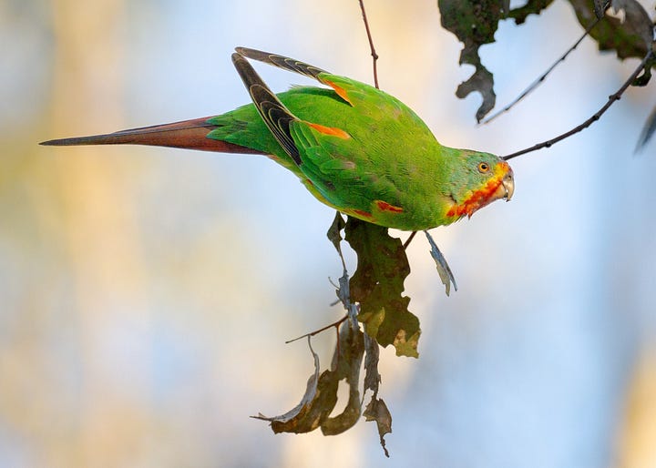 Critically endangered Swift Parrot