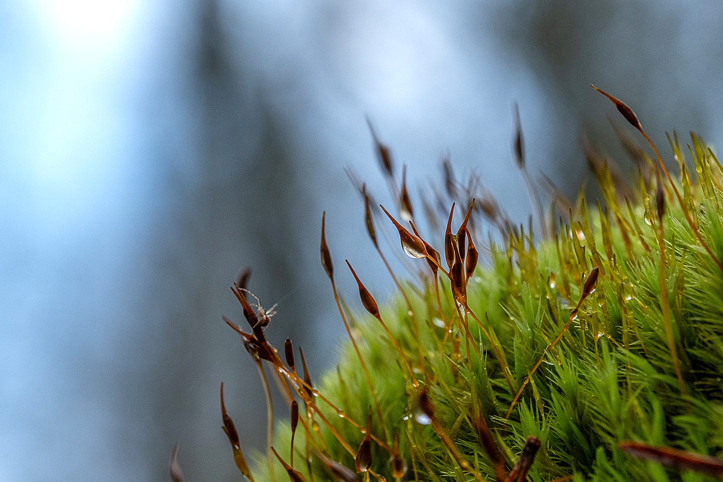 Tiny, reddish-brown moss sporophytes with teardrop-shaped capsules rise from a bright green moss cushion. A tiny, delicate spider is visible on one of the stalks against a blurred blue background.