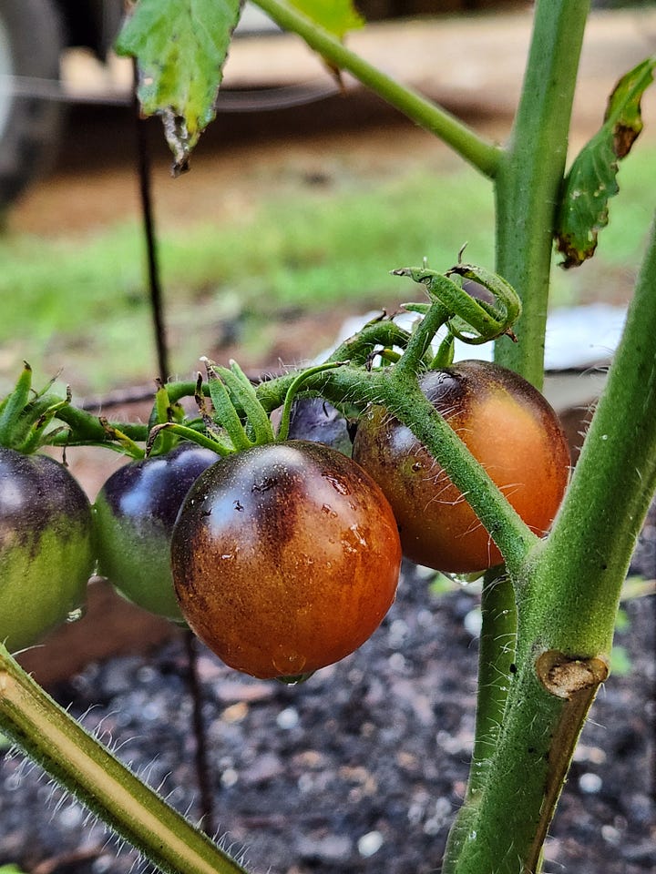 Bell peppers, cherry tomatoes, cucumbers and Tabasco peppers