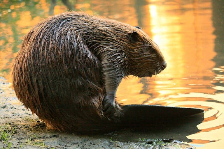 Young beaver grooming itself. Image courtesy of Cheryl Reynolds via Wikimedia Commons. Young beaver grooming itself. Image courtesy of Cheryl Reynolds via Wikimedia Commons.