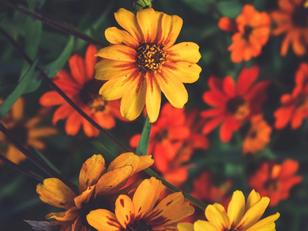 yellow and red flowers in bloom