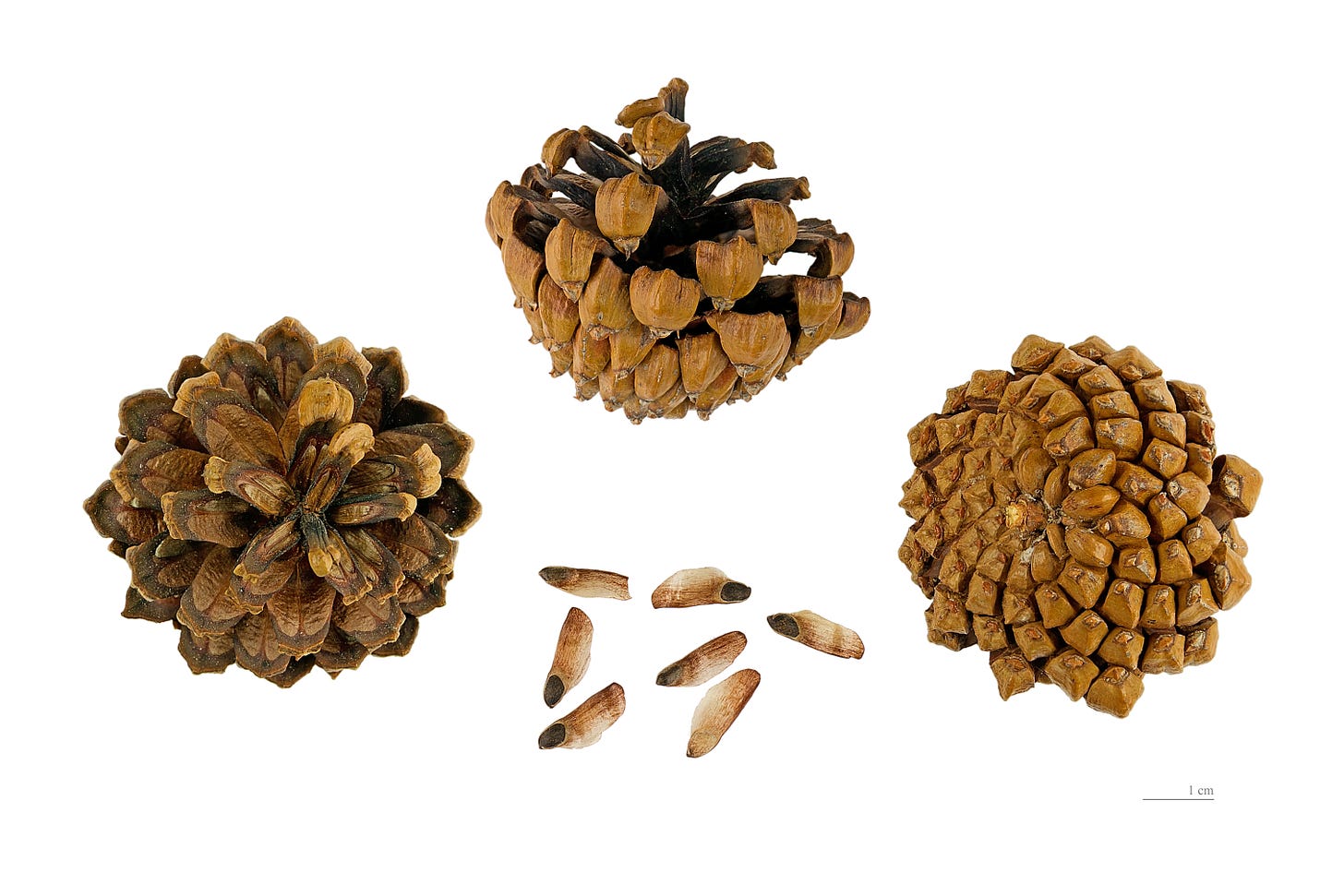 Aspecte de la pinya de pi negre (Pinus mugo subsp. uncinata)
