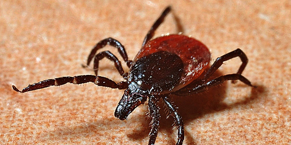 SHORT: What's the Purpose of Ticks? - by Devon Bowker