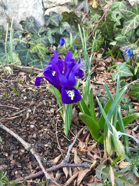Images of spring flowers.