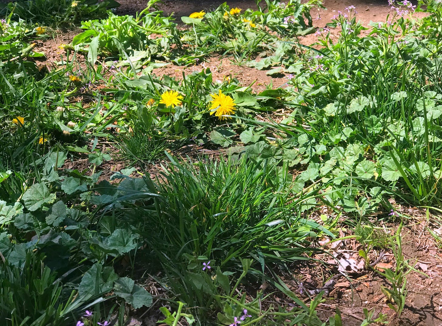 my backyard weeds/pharmacy ;)