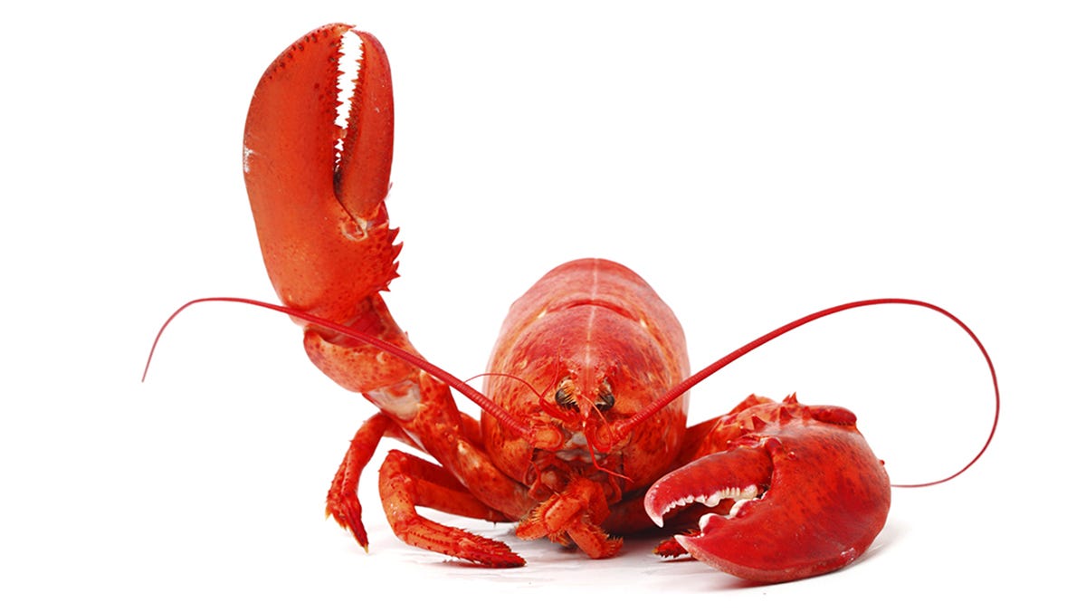 Lobster 101: An Illustrated Guide | Vital Choice