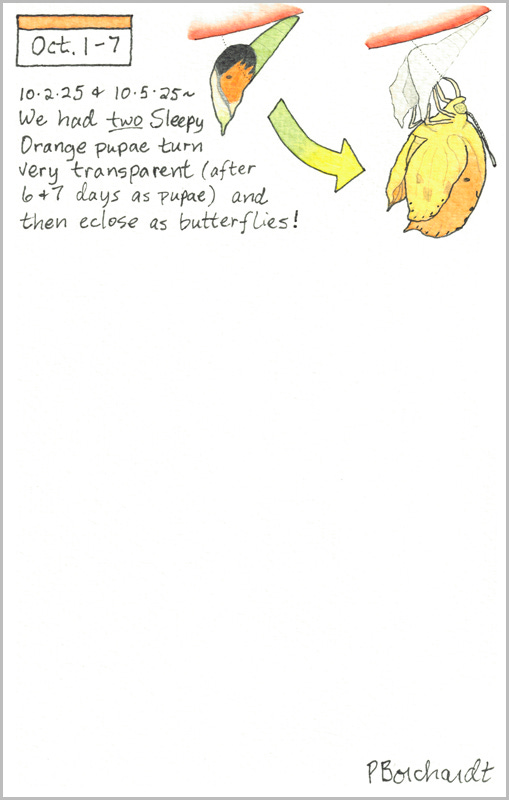 Perpetual Journal, week of Oct. 1-7: Sleepy Orange Pupa and Butterfly (2025)