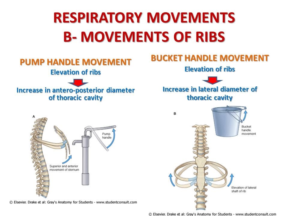 Getting A Handle On Our Ribs — Hands On Therapeutics Getting A Handle On Our Ribs — Hands On Therapeutics